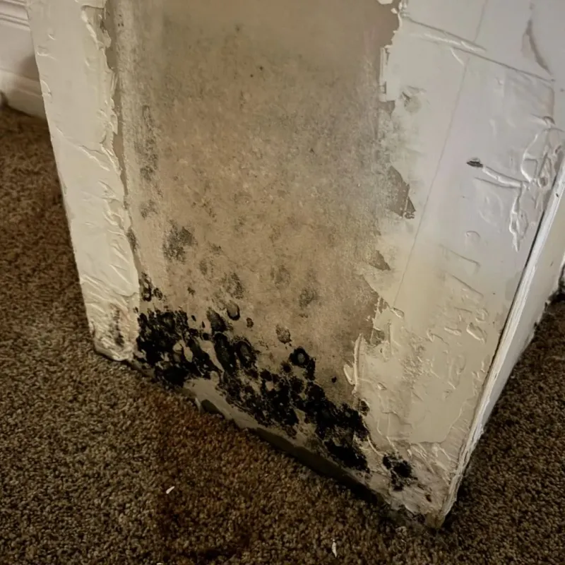 Professional Mold Removal in Mason City, IA